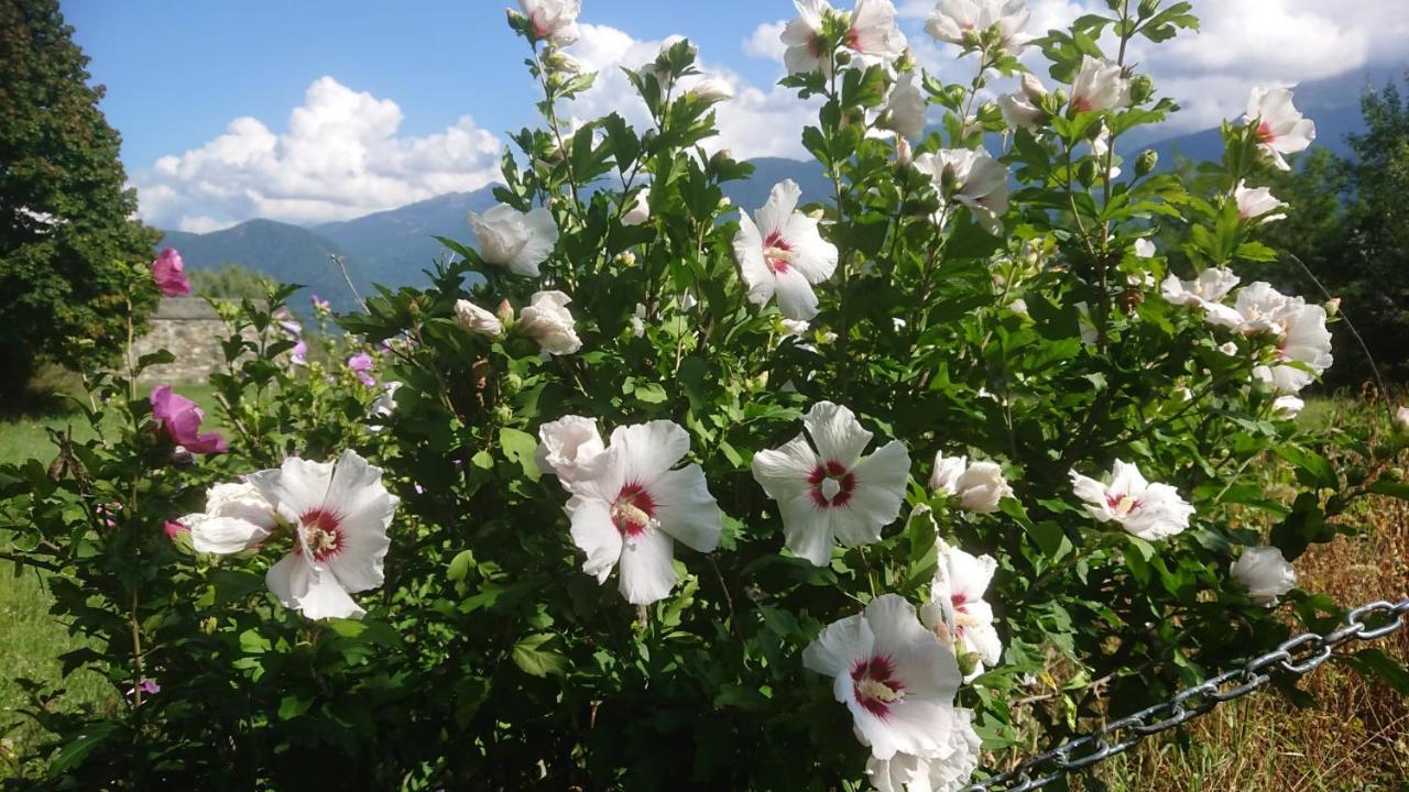 泰廖Casa Delle Rose别墅 外观 照片